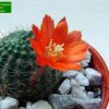 Rebutia _buiningiana _WR220 _04